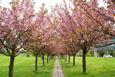 Kto jeszcze nie zrobił sobie zdjęcia w "japońskiej alei"? Nie potrwa to długo - zdjęcie 16