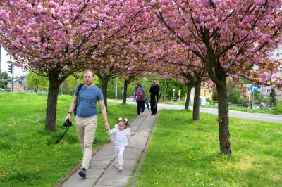 Kto jeszcze nie zrobił sobie zdjęcia w "japońskiej alei"? Nie potrwa to długo - zdjęcie 18