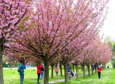 Kto jeszcze nie zrobił sobie zdjęcia w "japońskiej alei"? Nie potrwa to długo - zdjęcie 26