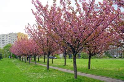 Kto jeszcze nie zrobił sobie zdjęcia w "japońskiej alei"? Nie potrwa to długo - zdjęcie 17