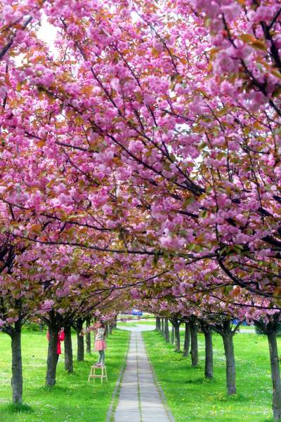 Kto jeszcze nie zrobił sobie zdjęcia w "japońskiej alei"? Nie potrwa to długo - zdjęcie 1
