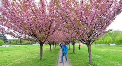 Kto jeszcze nie zrobił sobie zdjęcia w "japońskiej alei"? Nie potrwa to długo - zdjęcie 20