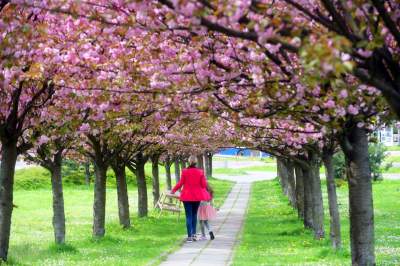 Kto jeszcze nie zrobił sobie zdjęcia w "japońskiej alei"? Nie potrwa to długo - zdjęcie 6