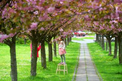 Kto jeszcze nie zrobił sobie zdjęcia w "japońskiej alei"? Nie potrwa to długo - zdjęcie 8