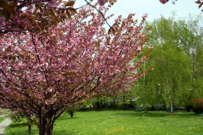 Kto jeszcze nie zrobił sobie zdjęcia w "japońskiej alei"? Nie potrwa to długo - zdjęcie 3