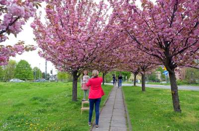 Kto jeszcze nie zrobił sobie zdjęcia w "japońskiej alei"? Nie potrwa to długo - zdjęcie 23