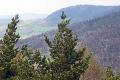 Pomysł na weekendową wycieczkę, nowa wieża widokowa w Beskidzie Wyspowym - zdjęcie 13