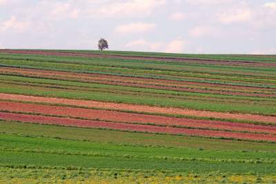Słynna "polna" droga koło Krakowa, ale już bez charakterystycznego drzewa... - zdjęcie 9