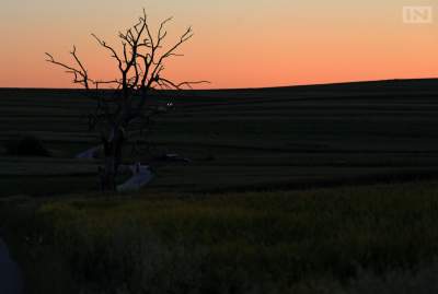 Archiwalne ujęcia słynnego drzewa