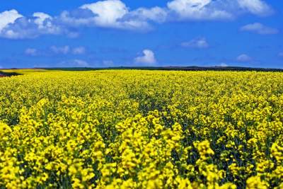 Słynna "polna" droga koło Krakowa, ale już bez charakterystycznego drzewa... - zdjęcie 11