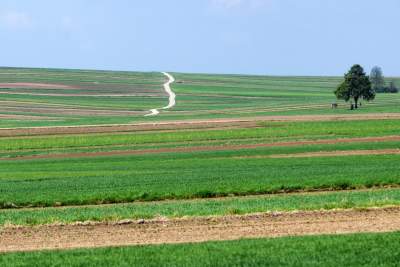 Słynna "polna" droga koło Krakowa, ale już bez charakterystycznego drzewa... - zdjęcie 3