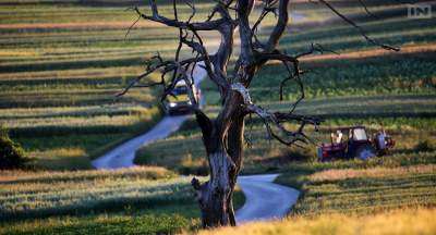 Archiwalne ujęcia słynnego drzewa