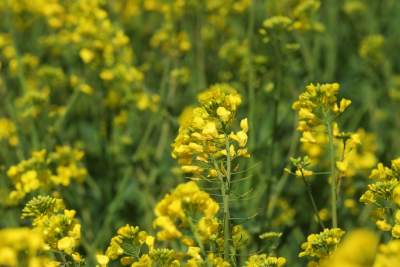 Słynna "polna" droga koło Krakowa, ale już bez charakterystycznego drzewa... - zdjęcie 12