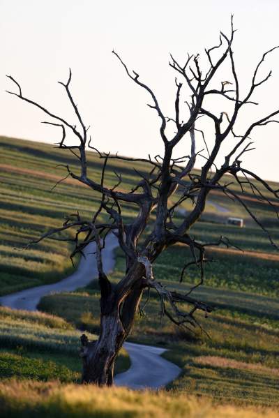 Archiwalne ujęcia słynnego drzewa