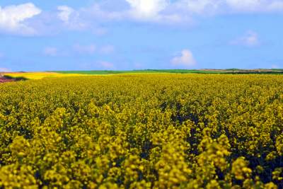 Słynna "polna" droga koło Krakowa, ale już bez charakterystycznego drzewa... - zdjęcie 10