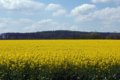 Słynna "polna" droga koło Krakowa, ale już bez charakterystycznego drzewa... - zdjęcie 17