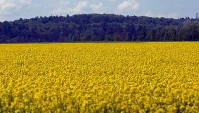 Słynna "polna" droga koło Krakowa, ale już bez charakterystycznego drzewa... - zdjęcie 16