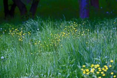 Udany remont "dzikiego" parku, zachowano naturalny charakter - zdjęcie 42