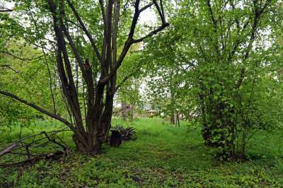 Udany remont "dzikiego" parku, zachowano naturalny charakter - zdjęcie 18