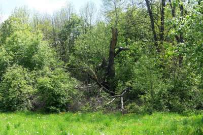 Udany remont "dzikiego" parku, zachowano naturalny charakter - zdjęcie 40