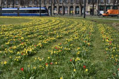Wiosna w Krakowie poczyna sobie coraz śmielej - zdjęcie 2