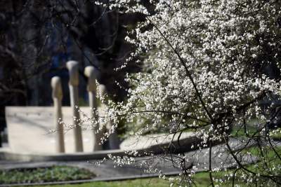 Wiosna w Krakowie poczyna sobie coraz śmielej - zdjęcie 19