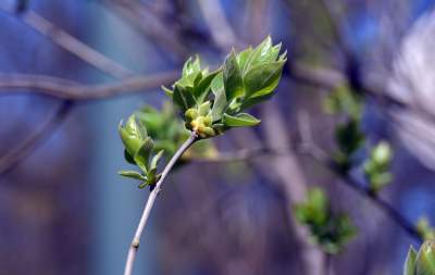 Wiosna w Krakowie poczyna sobie coraz śmielej - zdjęcie 9
