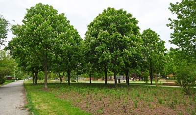 Tak zmienia się park Kurdawanów, nowe rośliny, alejki, plac zabaw - zdjęcie 24