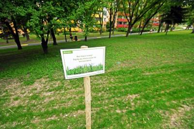 Tak zmienia się park Kurdawanów, nowe rośliny, alejki, plac zabaw - zdjęcie 10