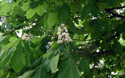 Tak zmienia się park Kurdawanów, nowe rośliny, alejki, plac zabaw - zdjęcie 22