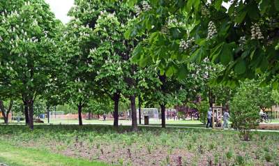 Tak zmienia się park Kurdawanów, nowe rośliny, alejki, plac zabaw - zdjęcie 23
