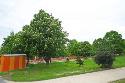 Tak zmienia się park Kurdawanów, nowe rośliny, alejki, plac zabaw - zdjęcie 28