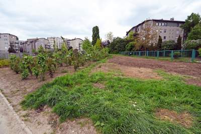 Tak zmienia się park Kurdawanów, nowe rośliny, alejki, plac zabaw - zdjęcie 20