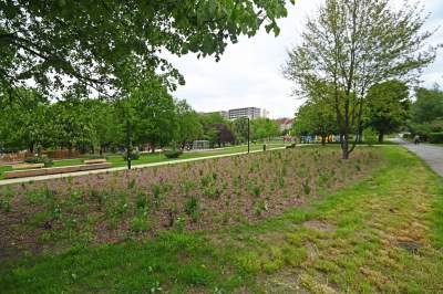 Tak zmienia się park Kurdawanów, nowe rośliny, alejki, plac zabaw - zdjęcie 25