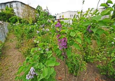 Tak zmienia się park Kurdawanów, nowe rośliny, alejki, plac zabaw - zdjęcie 19