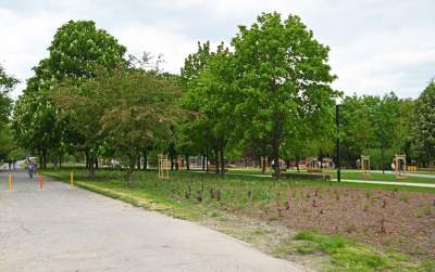 Tak zmienia się park Kurdawanów, nowe rośliny, alejki, plac zabaw - zdjęcie 21