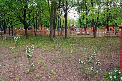 Tak zmienia się park Kurdawanów, nowe rośliny, alejki, plac zabaw - zdjęcie 4