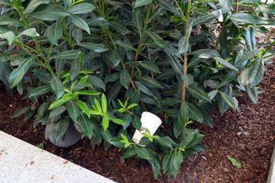 Piękna metamorfoza ulicy Krupniczej, pierwszy taki woonerf w Krakowie - zdjęcie 24