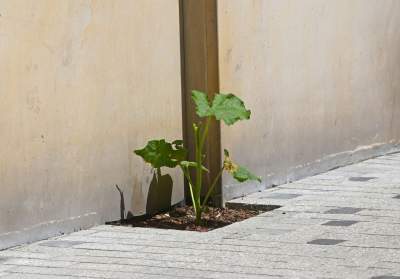 Piękna metamorfoza ulicy Krupniczej, pierwszy taki woonerf w Krakowie - zdjęcie 8