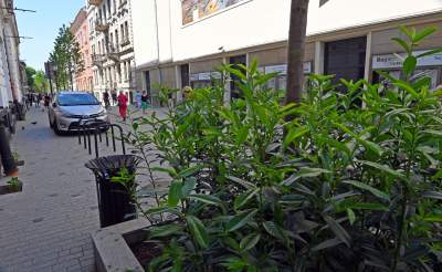 Piękna metamorfoza ulicy Krupniczej, pierwszy taki woonerf w Krakowie - zdjęcie 17