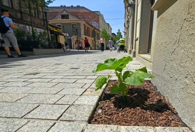 Piękna metamorfoza ulicy Krupniczej, pierwszy taki woonerf w Krakowie - zdjęcie 23