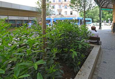 Piękna metamorfoza ulicy Krupniczej, pierwszy taki woonerf w Krakowie - zdjęcie 19