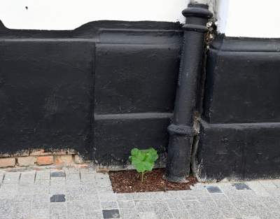 Piękna metamorfoza ulicy Krupniczej, pierwszy taki woonerf w Krakowie - zdjęcie 10