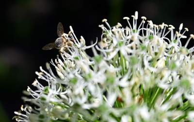 Niszczejąca Modrzejówka, piękny zakątek w centrum Krakowa - zdjęcie 26