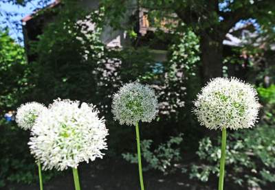 Niszczejąca Modrzejówka, piękny zakątek w centrum Krakowa - zdjęcie 27