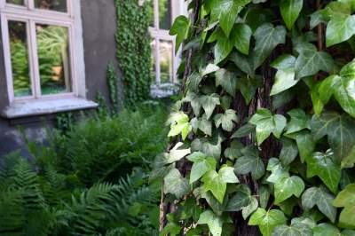 Niszczejąca Modrzejówka, piękny zakątek w centrum Krakowa - zdjęcie 5