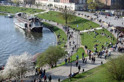 Zakwitły najsłynniejsze krakowskie magnolie. Jest cudownie! - zdjęcie 28