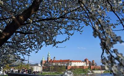 Zakwitły najsłynniejsze krakowskie magnolie. Jest cudownie! - zdjęcie 30