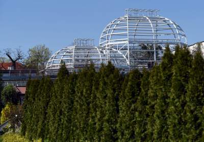 Ta konstrukcja uratuje najstarszą palmę w Krakowie - zdjęcie 11