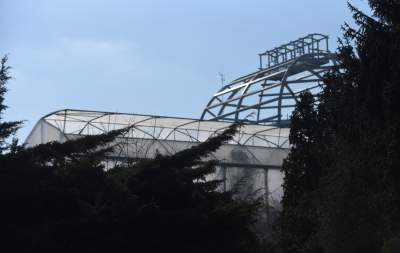 Ta konstrukcja uratuje najstarszą palmę w Krakowie - zdjęcie 14